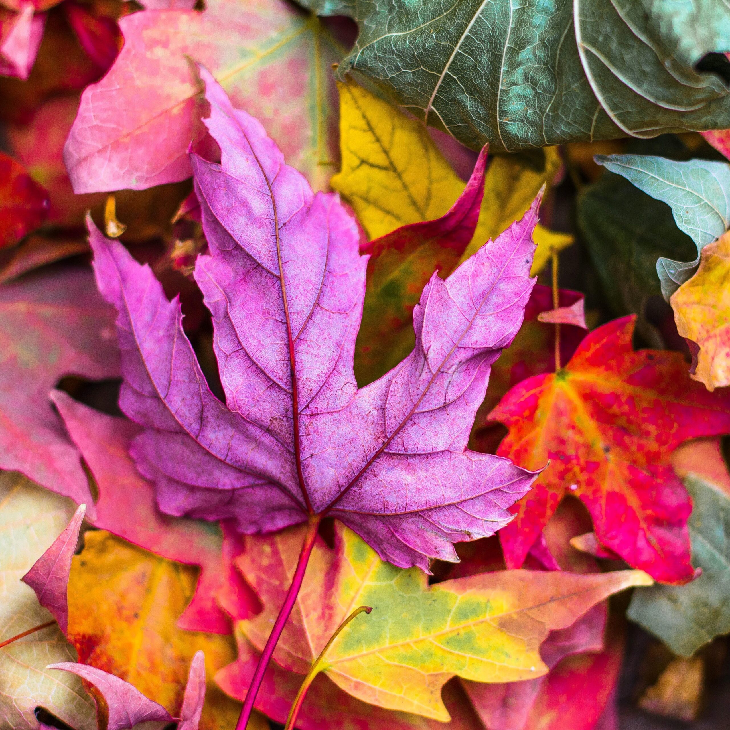 Autumn